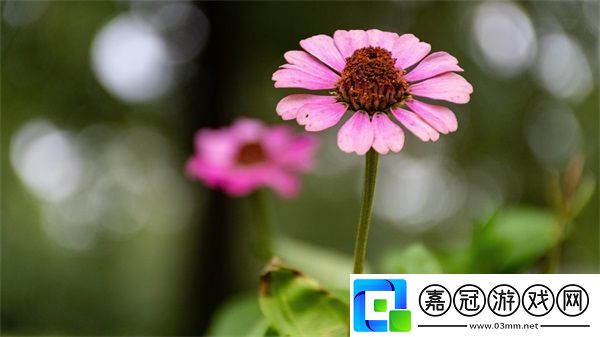 9.1視頻極速版下載安裝
