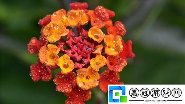 成品網站入口網頁版怎樣：大耳朵成就我的獨特人生