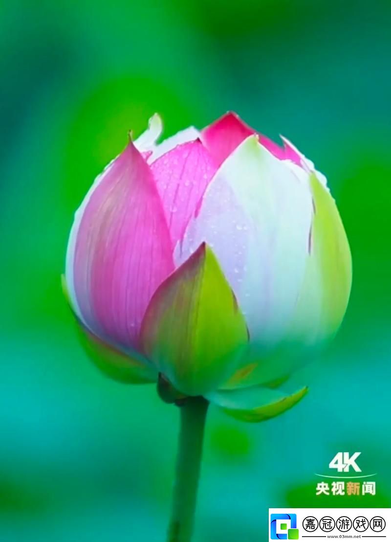 &quot;夜半蓮花&quot;綻放-絡(luò)熱議新趨勢下的另類探秘