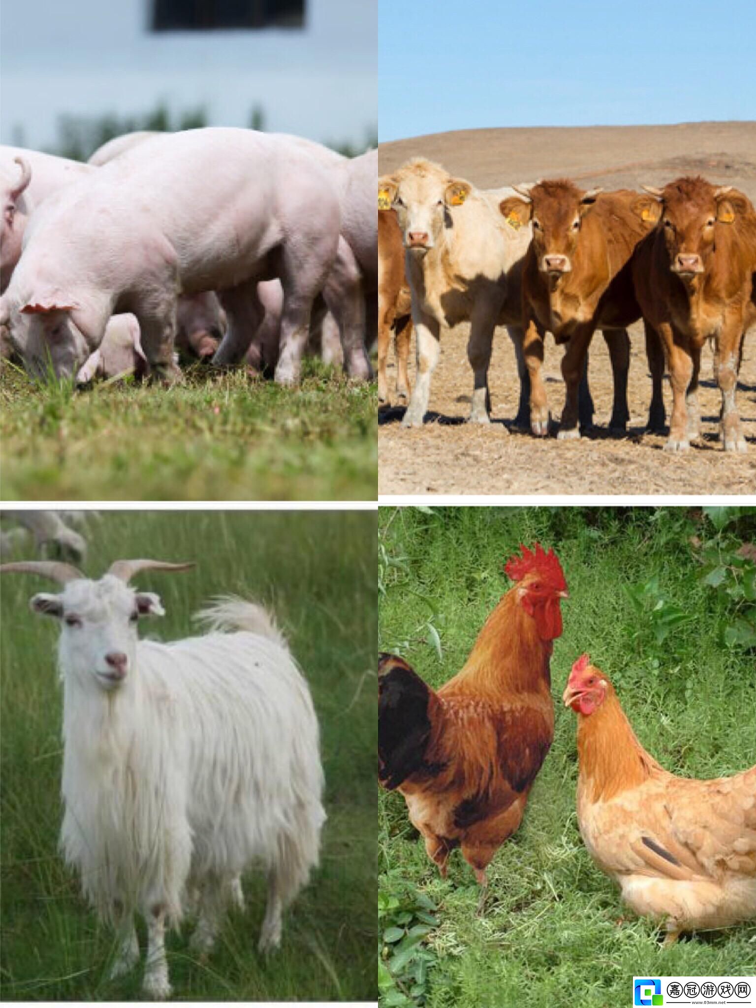 獸界黑科技：鳥獸蟲魚-誰才是科技界的萌主