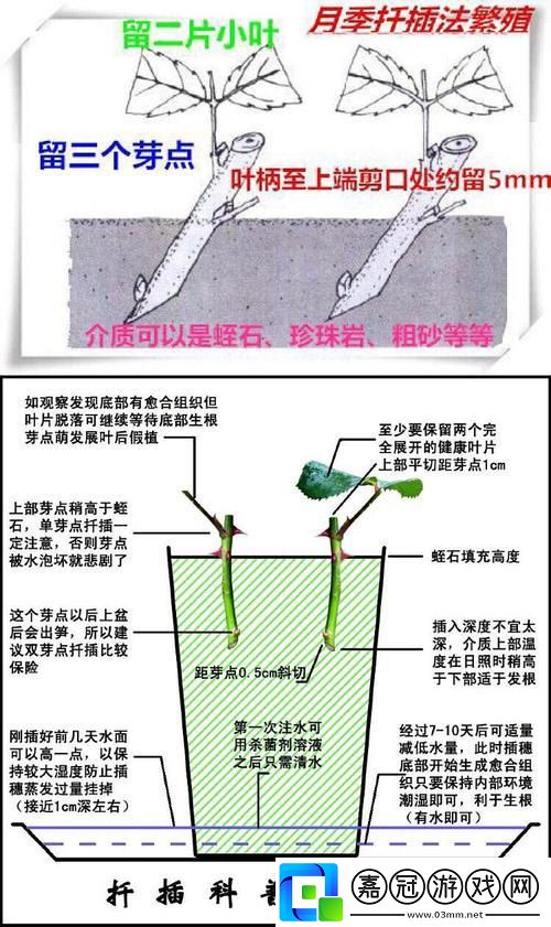 "陰包陽(yáng)72變-插花界的紅大法！友：這操作666"