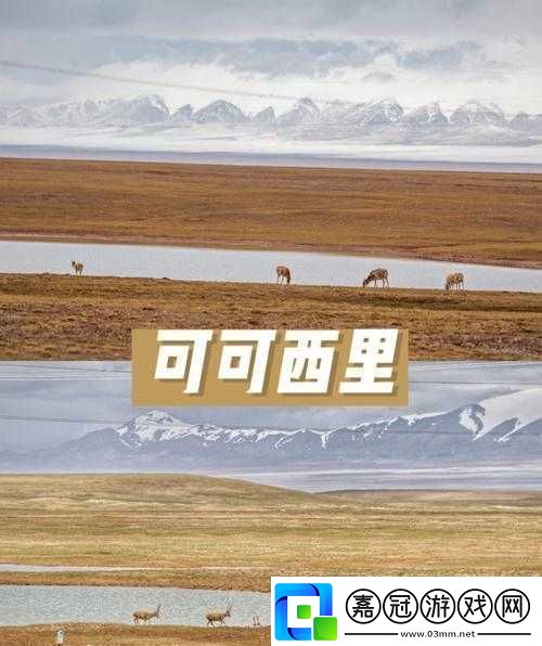 可可西里大但人文藝術：自然與人文的交融