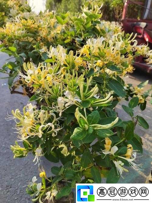 多肉小鎮金銀花：芬芳四溢的迷人風景