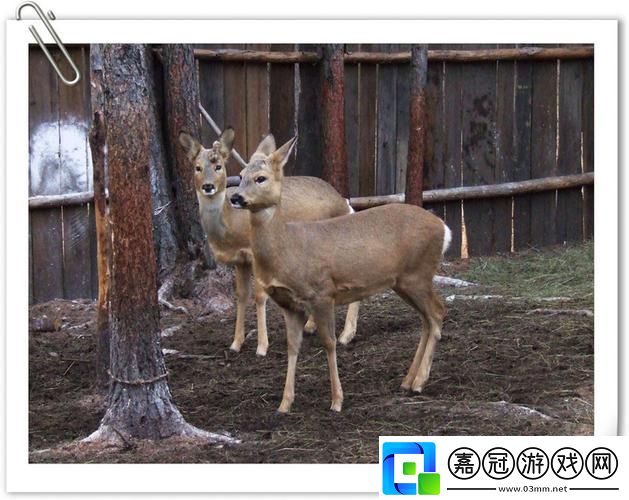 麋鹿圈養(yǎng)記：民熱炒下的科技新趣事