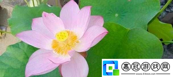 女性半夜蓮花開放會自愈嗎：探索身體的奧秘