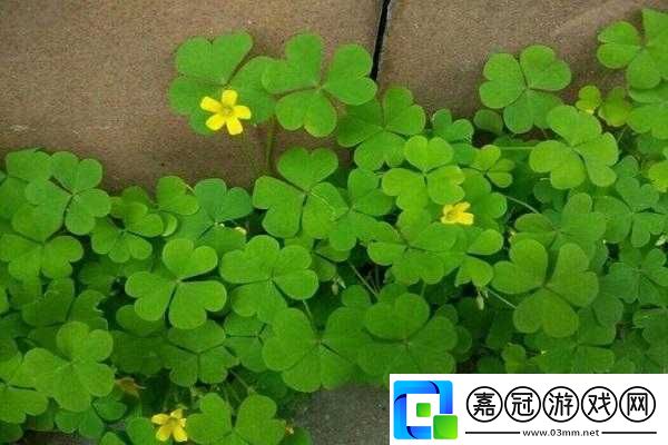 三葉草gw1155：神奇植物的獨特魅力
