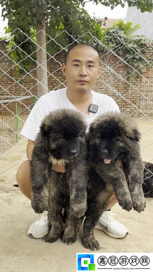 “俄國巨犬一瞥