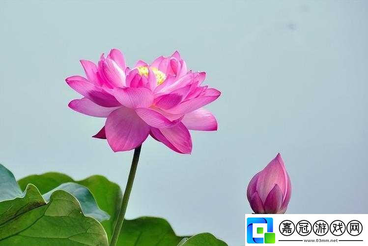 兩瓣紅蓮今夜開一池碧水盼君?。涸娨獾难s