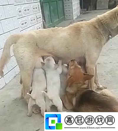 狗界“姑嫂斗”：一場(chǎng)匠心獨(dú)運(yùn)的萌趣鬧劇