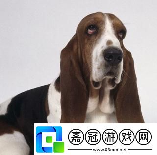 憨態(tài)可掬-匠心獨運——揭秘hushpuppies狗的別樣風情