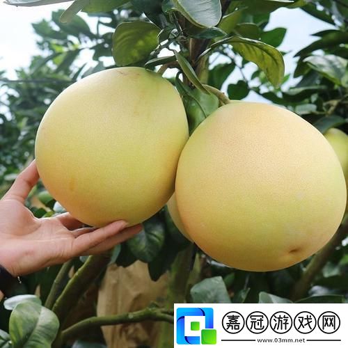 蜜柚1.6.6