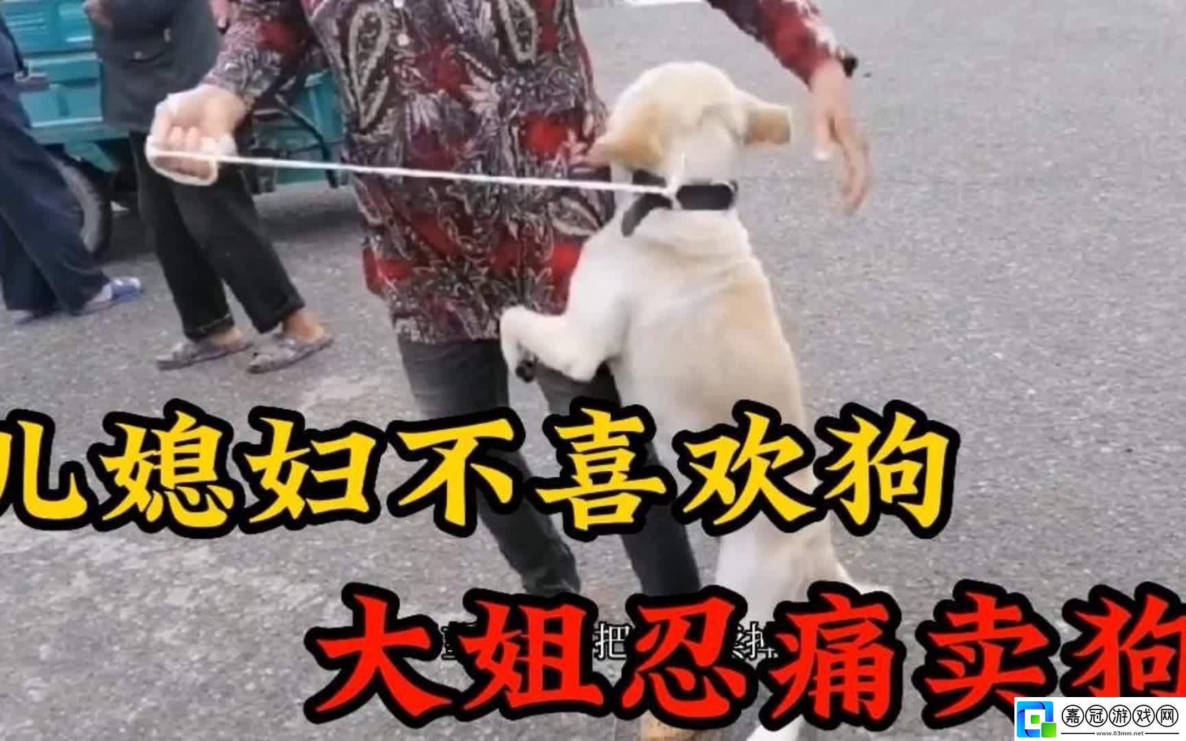 婆婆的犬吠抗議：創新之路的另類催化劑