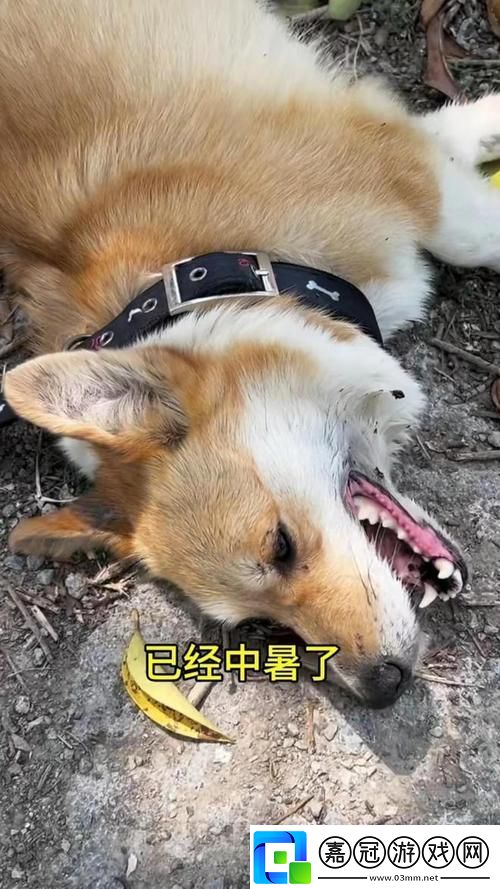 狗鏈奇緣：解鎖人犬新風(fēng)尚！