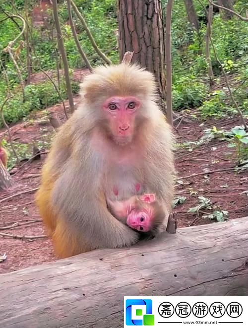 “monkey-logy”：潮流巔峰的啼笑皆非