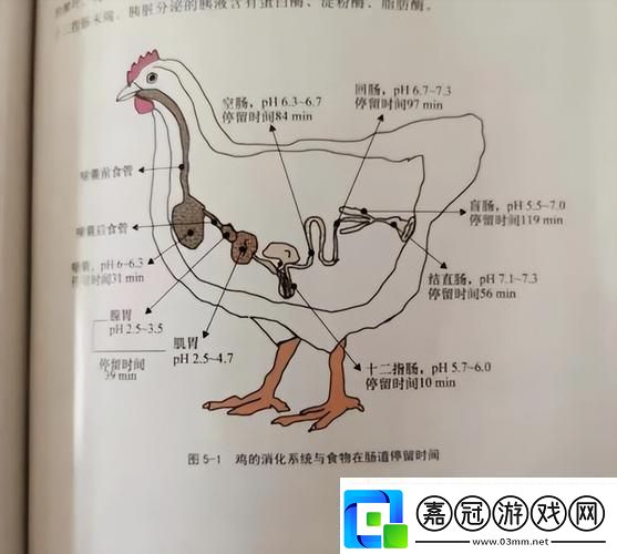 超級肉禽系統來襲