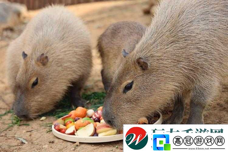 腹黑師兄的日常肉食動物不食草：探秘其獨特行為與內心世界