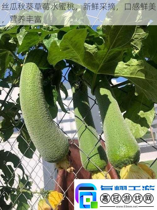絲瓜秋葵草莓水蜜桃新鮮采摘口感鮮美營養豐富