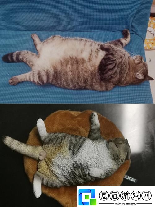 瘋狂科技潮！除了柚子貓和玩偶