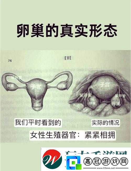 二十四種陰性外貌形狀