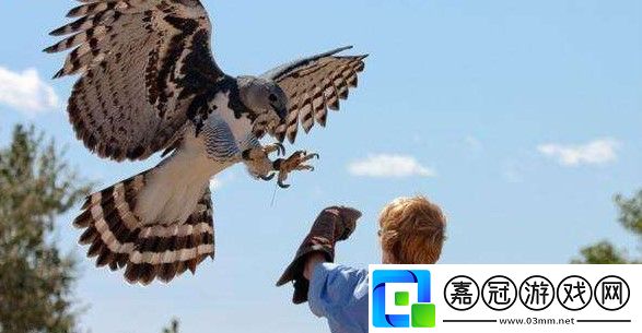 動物園中的猛禽為什么會經(jīng)常攻擊飼養(yǎng)員的頭部