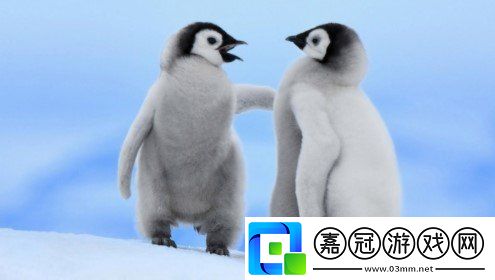 企鵝們行走時為什么經常排成一列縱隊