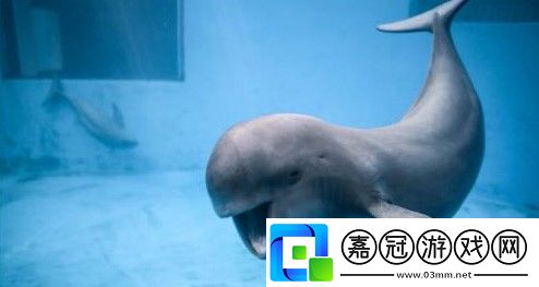 為什么長江江豚媽媽在活動時