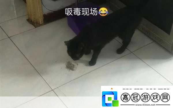 被自己家狗上癮了怎么辦-1.-當家狗成了你的“癮君子”：如何應對