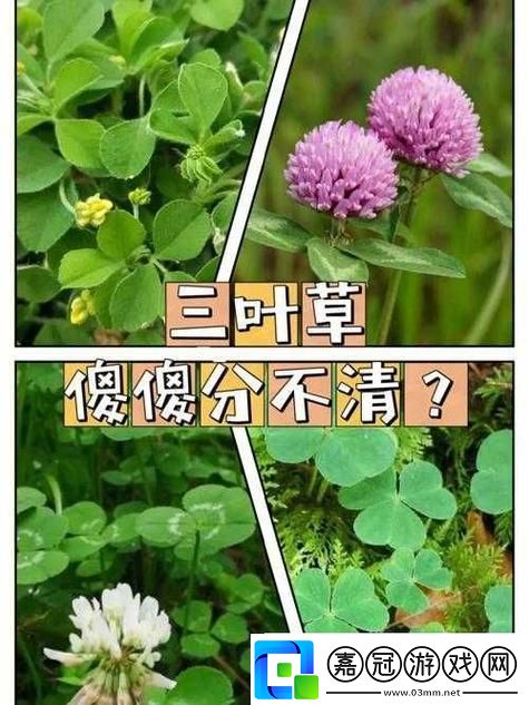 成品人精品人的區別四葉草上線-友表示：對生活品質的新追求