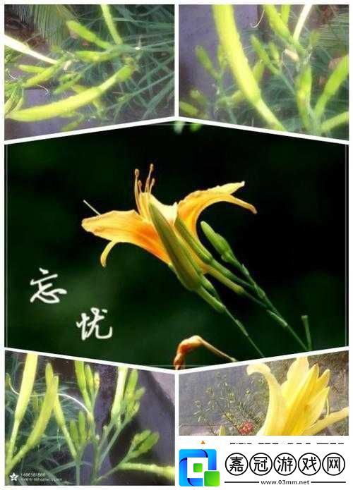 香蕉久久丫精品忘憂草產品