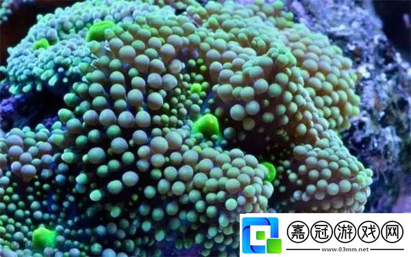 神奇海洋1月4日答案2025