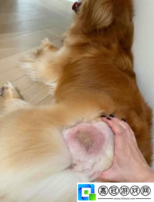 美國人與動物膠配方大全流暢不卡頓