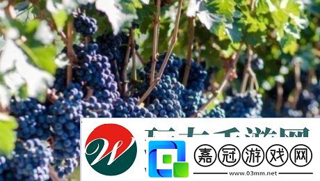 送去新疆數葡萄干是什么梗絡用語
