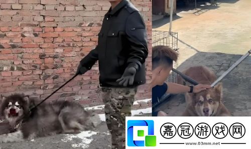 訓狗一哥潘宏又出事要求主人簽“天價合同”友
