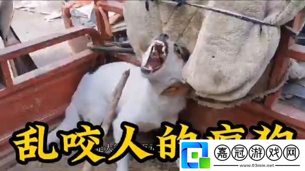 春晚藥的神奇效應