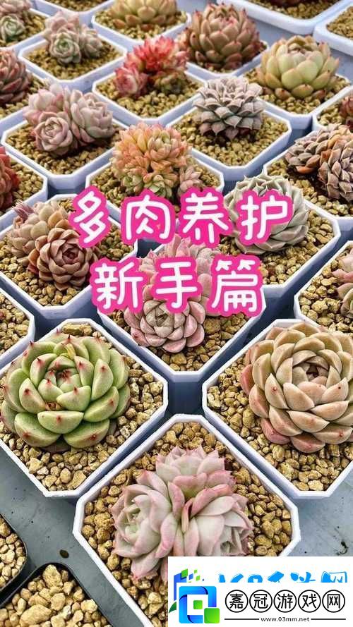 多彩生活中的皇家共享小公主多肉軟件教程玩法