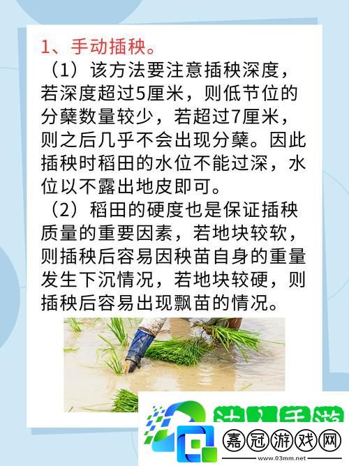 內(nèi)容豐富夫妻插秧38種方法圖片大全-探尋田間合作的美好時(shí)光