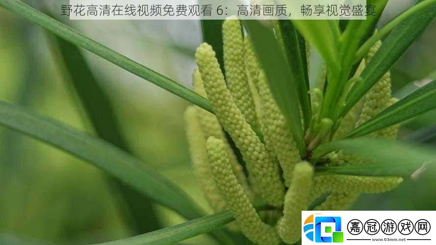 野花高清在線視頻免費觀看6：高清畫質暢享視覺盛宴