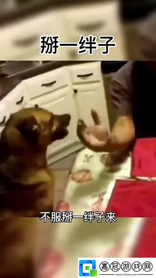 人狗大戰9免費觀看正版-友評價：這是一次突破次元的歡樂之旅